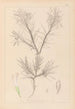 Herbier de la flore française Pl0419 - Louis Antoine Cusin — visning af kunstværket