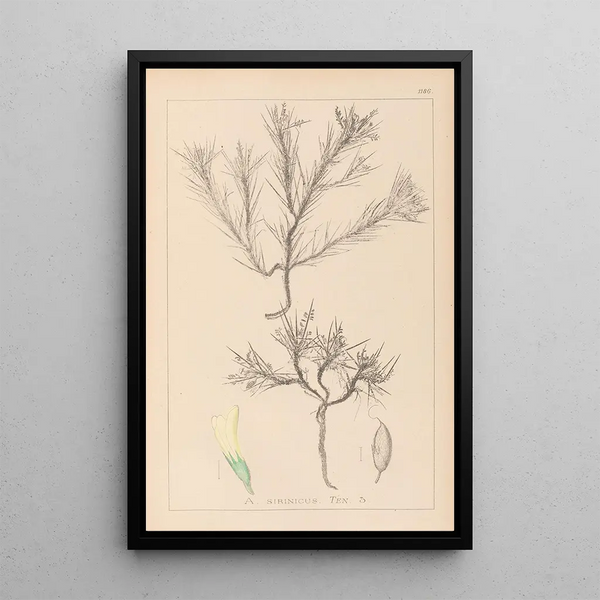 Louis Antoine Cusin - Herbier de la flore franaise Pl0420.webp
