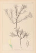 Herbier de la flore française Pl0420 - Louis Antoine Cusin — visning af kunstværket