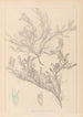 Herbier de la flore française Pl0421 - Louis Antoine Cusin — visning af kunstværket