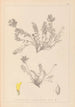 Herbier de la flore française Pl0422 - Louis Antoine Cusin — visning af kunstværket