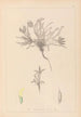 Herbier de la flore française Pl0423 - Louis Antoine Cusin — visning af kunstværket