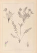 Herbier de la flore française Pl0424 - Louis Antoine Cusin — visning af kunstværket