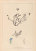 Herbier de la flore française Pl0425 - Louis Antoine Cusin — visning af kunstværket
