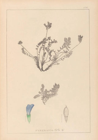 Louis Antoine Cusin - Herbier de la flore franaise Pl0425.webp