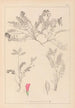 Herbier de la flore française Pl0427 - Louis Antoine Cusin — visning af kunstværket