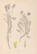 Herbier de la flore française Pl0428 - Louis Antoine Cusin — visning af kunstværket