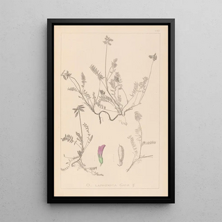 Louis Antoine Cusin - Herbier de la flore franaise Pl0429.webp