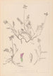 Herbier de la flore française Pl0429 - Louis Antoine Cusin — visning af kunstværket
