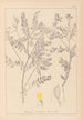 Herbier de la flore française Pl0430 - Louis Antoine Cusin — visning af kunstværket