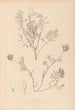 Herbier de la flore française Pl0432 - Louis Antoine Cusin — visning af kunstværket