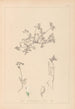 Herbier de la flore française Pl0433 - Louis Antoine Cusin — visning af kunstværket