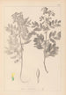 Herbier af den franske flora Pl0434 - Louis Antoine Cusin — visning af kunstværket