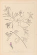 Herbier de la flore française Pl0435 - Louis Antoine Cusin — visning af kunstværket