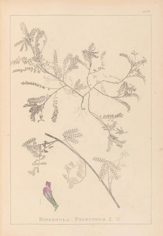 Herbier de la flore française Pl0435 - Louis Antoine Cusin — visning af kunstværket