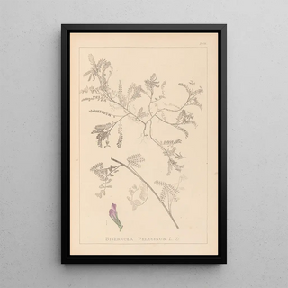 Herbier de la flore française Pl0435 - Louis Antoine Cusin — indrammet kunstværk på væggen