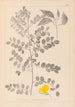 Herbier de la flore française Pl0436 - Louis Antoine Cusin — visning af kunstværket