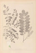 Herbier af den franske flora Pl0437 - Louis Antoine Cusin — visning af kunstværket