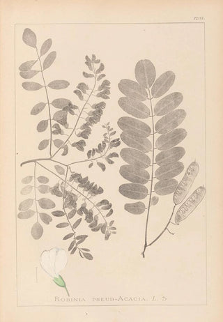 Louis Antoine Cusin - Herbier de la flore franaise Pl0437.webp