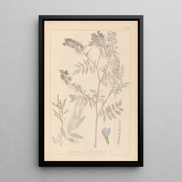 Louis Antoine Cusin - Herbier de la flore franaise Pl0438.webp