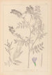 Herbier de la flore française Pl0438 - Louis Antoine Cusin — visning af kunstværket