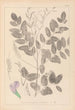 Herbier de la flore française Pl0439 - Louis Antoine Cusin — visning af kunstværket