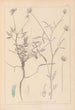 Herbier de la flore française Pl0440 - Louis Antoine Cusin — visning af kunstværket
