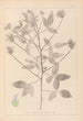 Herbier de la flore française Pl0441 - Louis Antoine Cusin — visning af kunstværket
