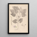 Herbier de la flore française Pl0442 - Louis Antoine Cusin — indrammet kunstværk på væggen