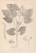 Herbier de la flore française Pl0442 - Louis Antoine Cusin — visning af kunstværket