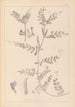 Herbier af den franske flora Pl0443 - Louis Antoine Cusin — visning af kunstværket
