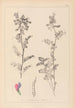 Herbier de la flore française Pl0444 - Louis Antoine Cusin — visning af kunstværket