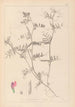Herbier de la flore française Pl0445 - Louis Antoine Cusin — visning af kunstværket