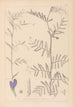 Herbier de la flore française Pl0446 - Louis Antoine Cusin — visning af kunstværket