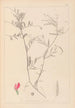 Herbier de la flore française Pl0447 - Louis Antoine Cusin — visning af kunstværket