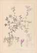 Herbier de la flore française Pl0449 - Louis Antoine Cusin — visning af kunstværket