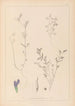 Herbier de la flore française Pl0450 - Louis Antoine Cusin — visning af kunstværket