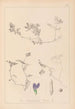 Herbier af den franske flora Pl0451 - Louis Antoine Cusin — visning af kunstværket