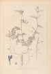 Herbier af den franske flora Pl0452 - Louis Antoine Cusin — visning af kunstværket