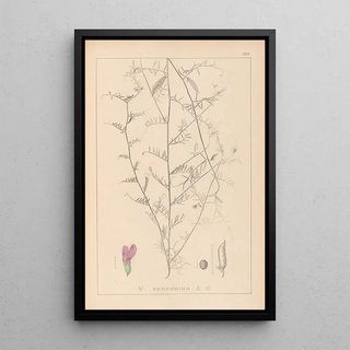 Louis Antoine Cusin - Herbier de la flore franaise Pl0453.webp