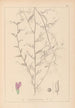 Herbier de la flore française Pl0453 - Louis Antoine Cusin — visning af kunstværket