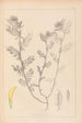 Herbier de la flore française Pl0454 - Louis Antoine Cusin — visning af kunstværket