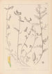 Herbier de la flore française Pl0456 - Louis Antoine Cusin — visning af kunstværket