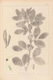 Herbier de la flore française Pl0457 - Louis Antoine Cusin — visning af kunstværket