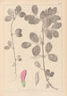 Herbier de la flore française Pl0458 - Louis Antoine Cusin — visning af kunstværket