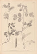 Herbier de la flore française Pl0459 - Louis Antoine Cusin — visning af kunstværket