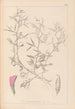Herbier de la flore française Pl0460 - Louis Antoine Cusin — visning af kunstværket