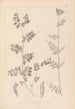 Herbier af den franske flora Pl0461 - Louis Antoine Cusin — visning af kunstværket