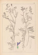 Herbier de la flore française Pl0464 - Louis Antoine Cusin — visning af kunstværket