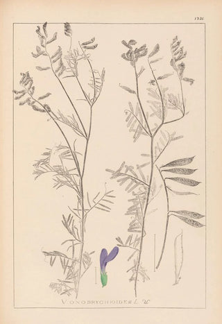 Louis Antoine Cusin - Herbier de la flore franaise Pl0464.webp